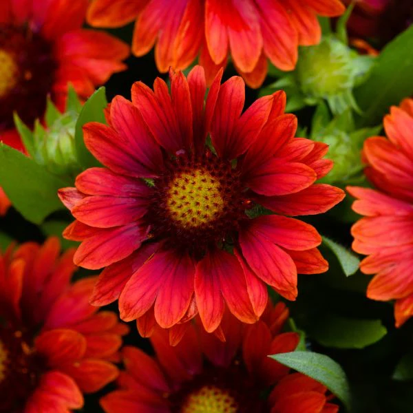 Sun Loving top picks