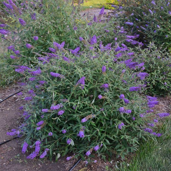 Weekly 25% OFF Plant Sales Collection!
